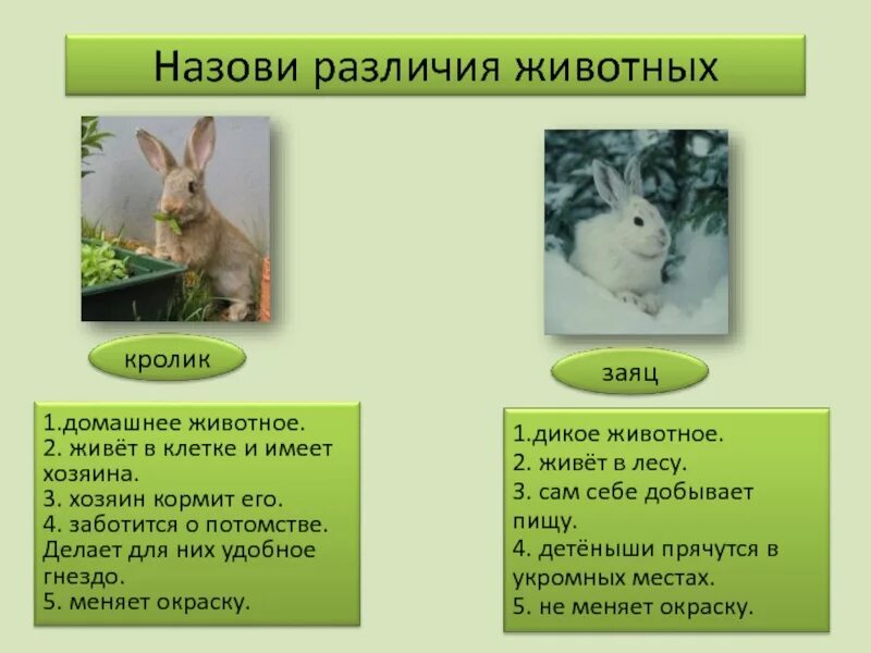 Сравнить два животных. Полярный гризли. Морфологический критерий зайца беляка и зайца русака. Сравнение 2 видов животных. Характер животных.