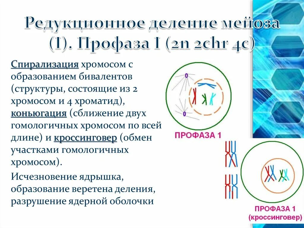 Редукционное деление профаза 2. Биваленты хромосом. Образование бивалентов мейоз. Спирализация хромосом.