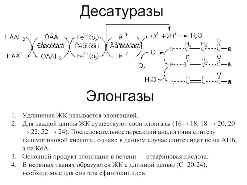 Синтез пальмитиновой. Синтез ЖК из пальмитиновой кислоты.. ЭЛОНГАЗА. Синтез пальмитиновой кислоты реакции. Синтез ЖК.