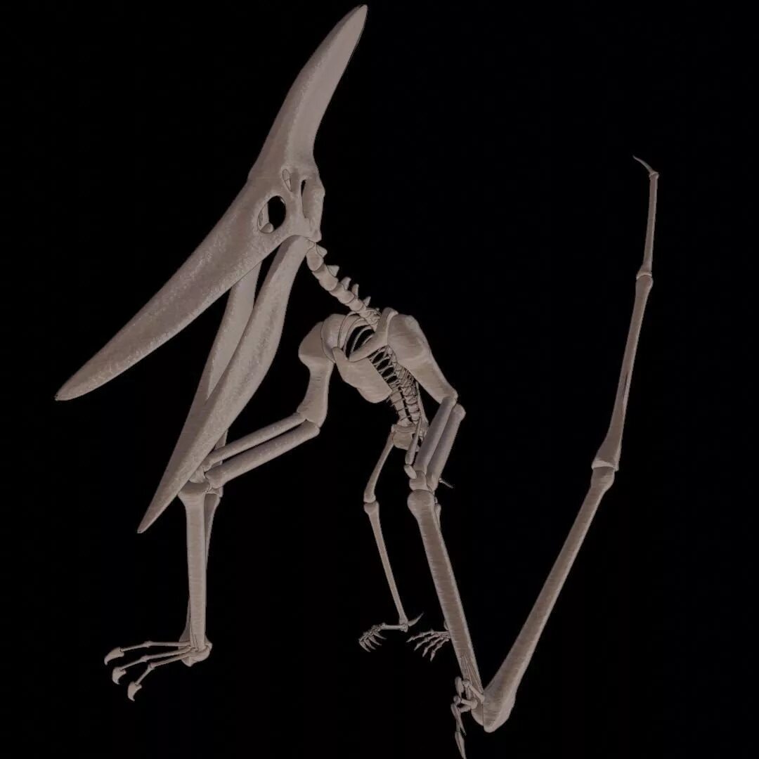 Птеранадон. Pteranodon Skeleton. Кости птеранодона. Птеранодон скелет. Скелет Птерозавра.