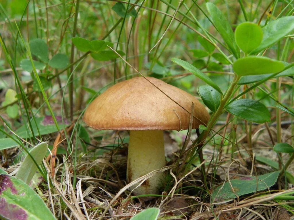 маслята молодые. маслята молодые. грибы маслята. маслёнок гриб. маслята молодые.