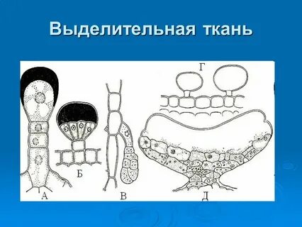 Выделительные ткани какие