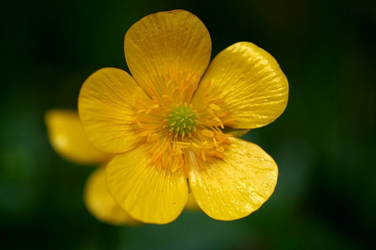 Лекарства из лютика \. Buttercup. Лютик дубравный. Bouton d'or цветок. Цветок из лютиковых сканворд.