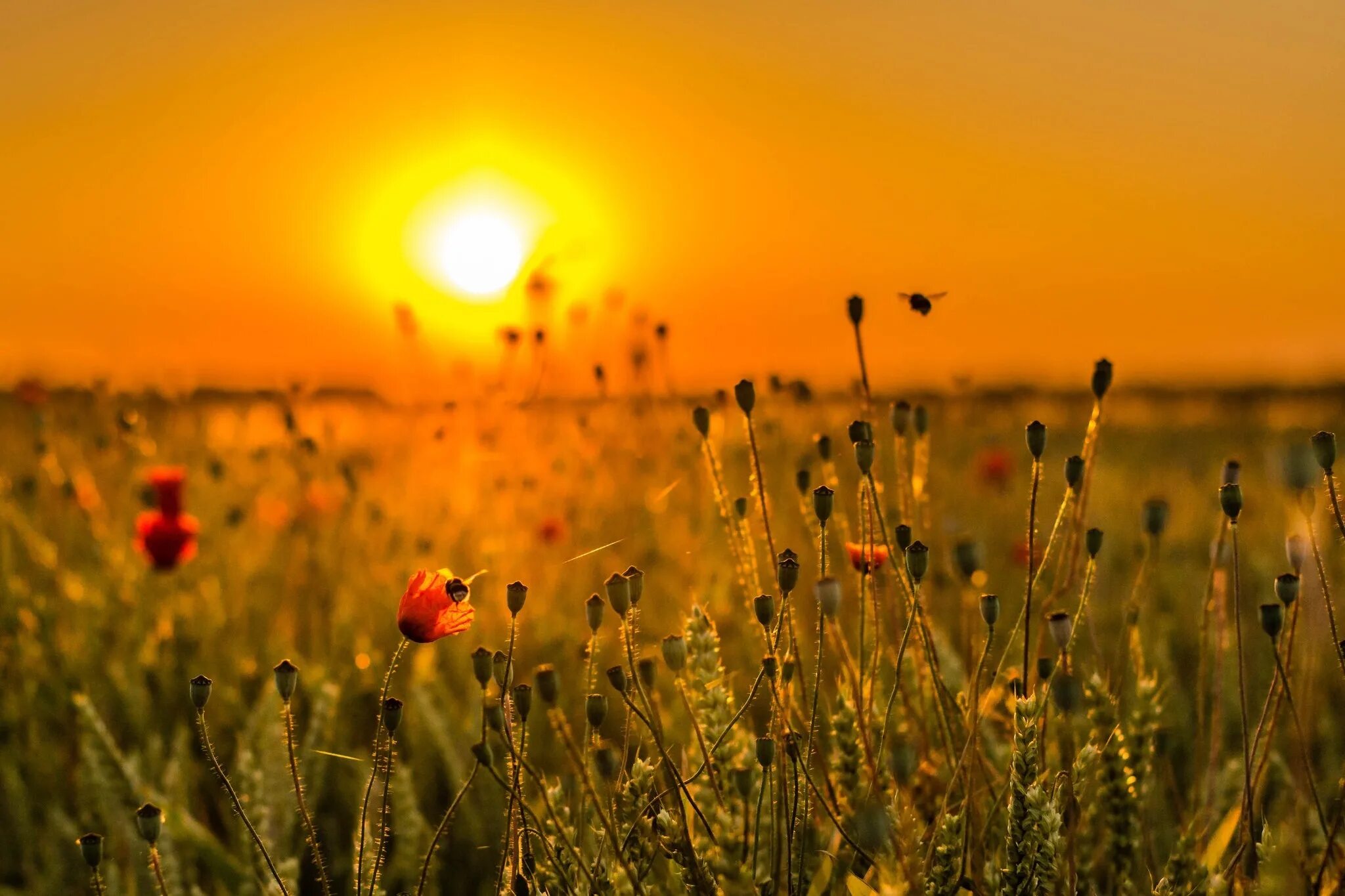 Flower sunset. Рассвет летом. Поле солнце. Луг на закате. Рассвет в поле.