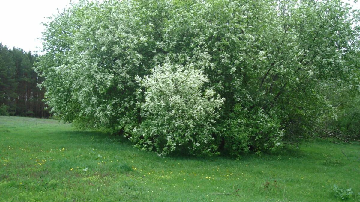 Кустарники башкирии