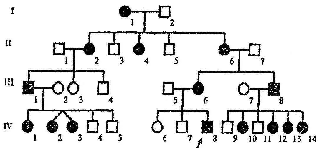 Родословная с заболеваниями по генетике. Родословная х сцепленный доминантный. Родословная с х-сцепленным доминантным типом наследования. Генеалогический метод родословная схема.