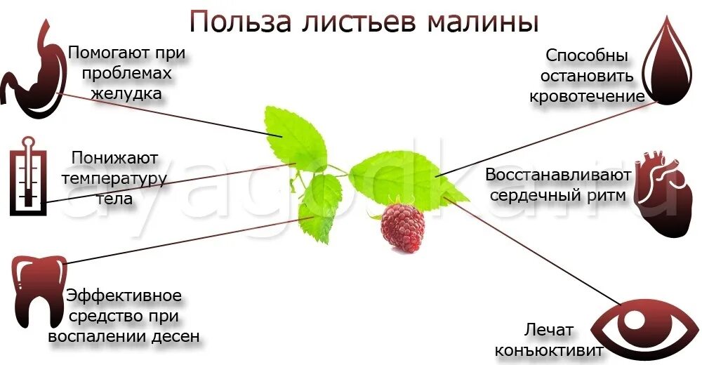 Малина листья лечебные. Лист малины польза. Чем полезны листья малины. Чем полезна малина для организма. Полезность в листьях малины.