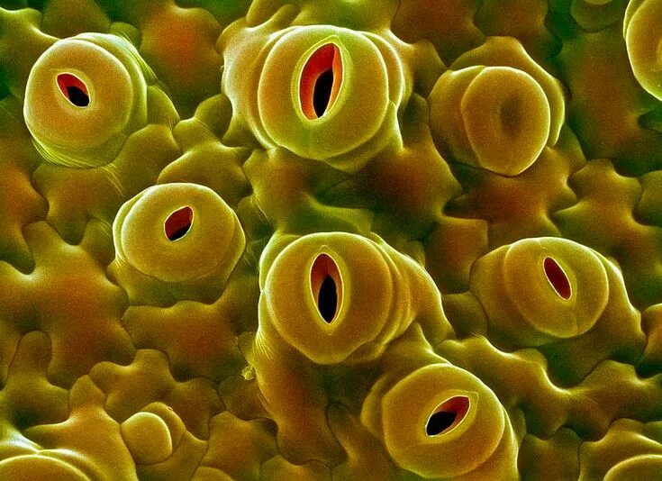 Устьица под микроскопом рисунок Proper functioning of stomata is crucial : ReduSystems