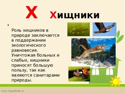 Какая роль хищников в природе