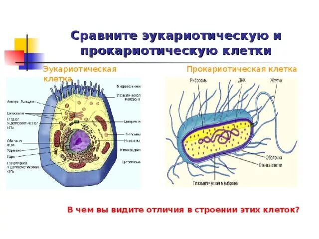 Лабораторная работа строение прокариотической клетки. Строение хромосомы прокариотической клетки. Эукариотическая и Прокариотическая клетка строение. Строение эукариотической клетки и прокариотической клетки. Строение прокариотической и эукариотической клеток.