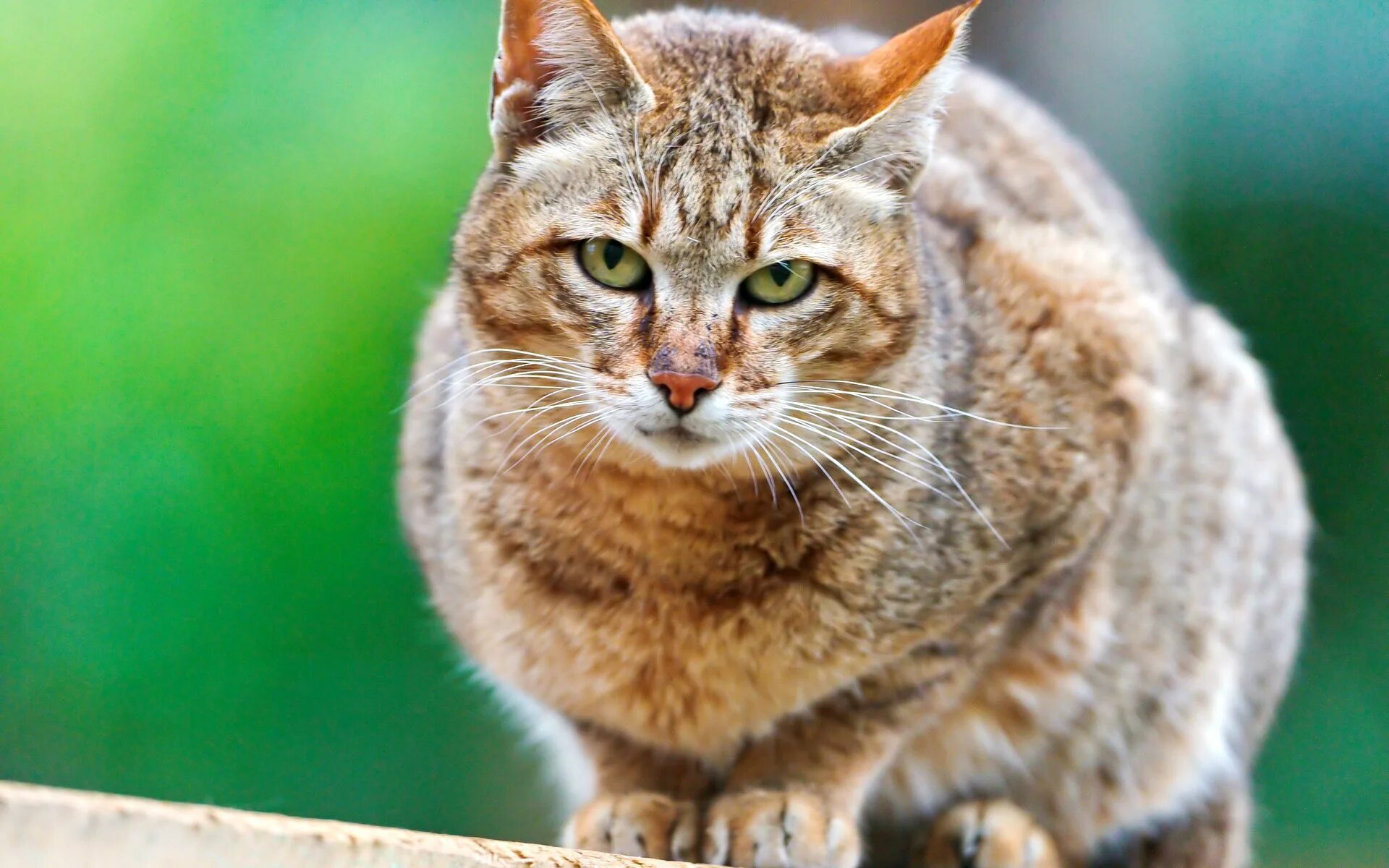 Cats site