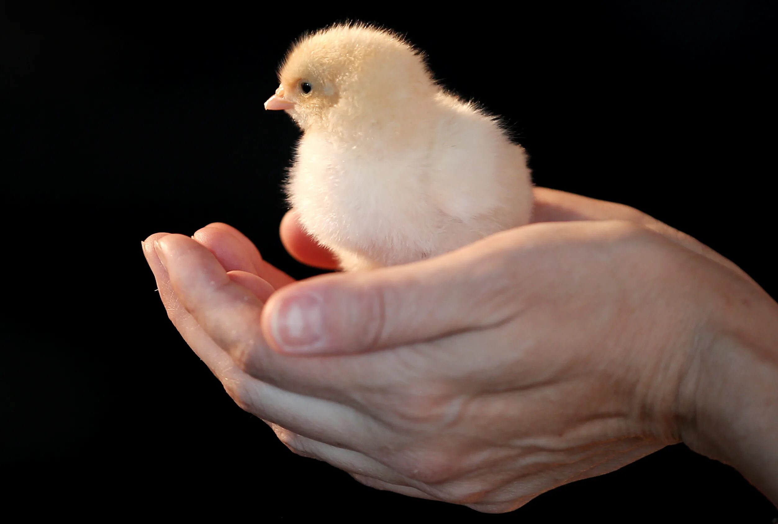 Живой цыпленок в руке. Расккупить цыплёнка живого. Цыплята купить живые.