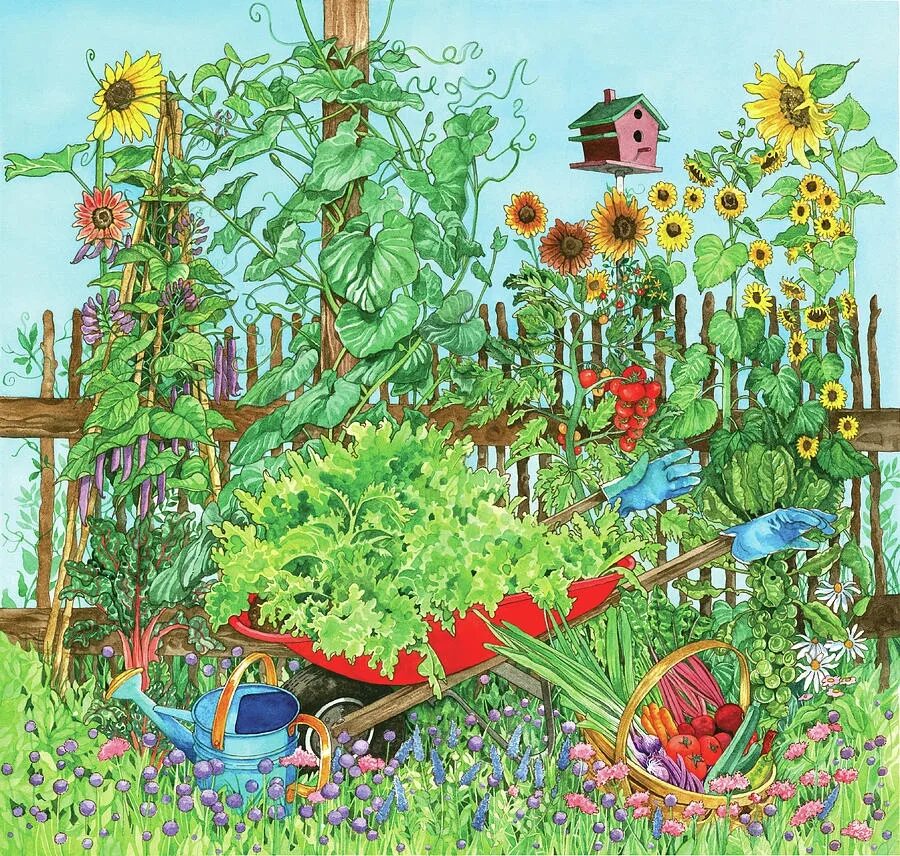Тема недели сад огород. Огород летом. Огород для детей. Сад иллюстрация. Огород живопись.