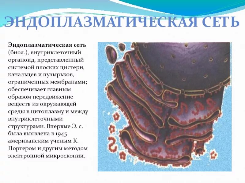 Шероховатая эпс строение. Эндоплазматический ретикулум органеллы. Функции эндоплазматическая сеть биология 10 класс. Рибосома эпс. Эндоплазматический ретикулум строение.