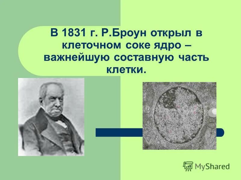 открыто клеточное ядро р. открытие ядра клетки броун. р броун открыл клеточное ядро. история открытия ядра. роберт броун клеточная теория.