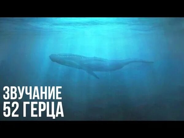 Одинокий кит 52 герц. Кит 52 герца сантиз. Синий кит 52 герц. Кит 52 герца. 52 гц.