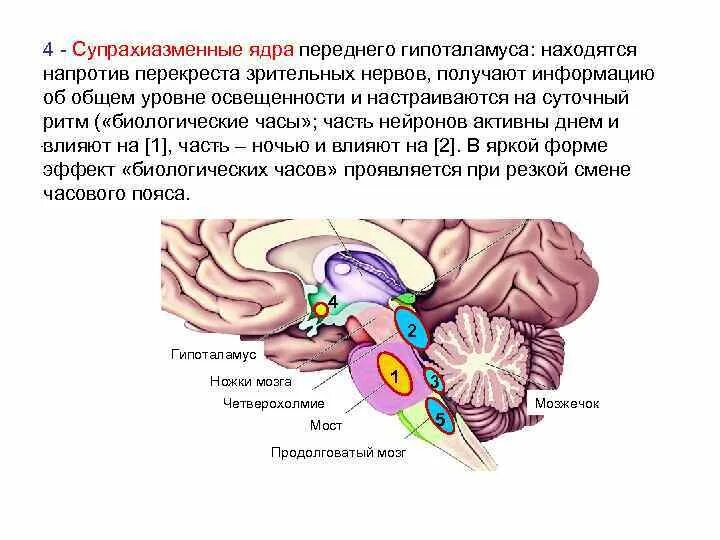 Стационарное ядро. Супрахиазматическое ядро гипоталамуса. Супрахиазмальные ядра сон гипоталамуса. Гипоталамус сон и бодрствование. Отдел головного мозга регулирует сон и бодрствование.