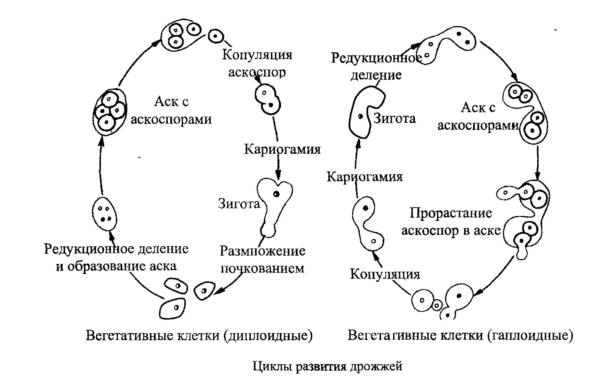 Гаплоидный цикл развития