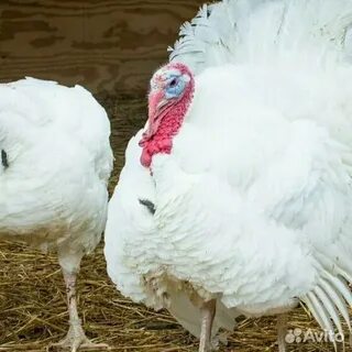 Индюки на племя