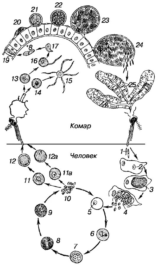 Жизненный цикл малярийного плазмодия схема. Цикл развития малярийного плазмодия. Малярия цикл развития плазмодия. Цикл развития малярийного плазмодия схема.
