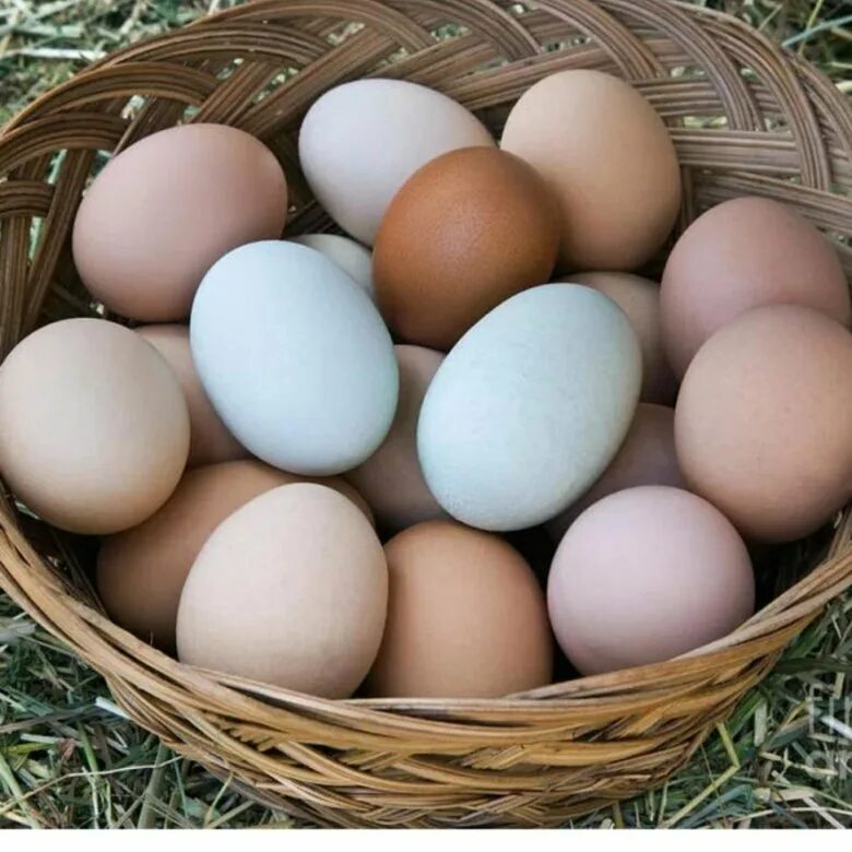Купить инкубационное яйцо в воронежской области. Инкубационное яйцо Росс 308. Инкубационное яйцо Орпингтон. Инков яйцо. Яйцо куриное.