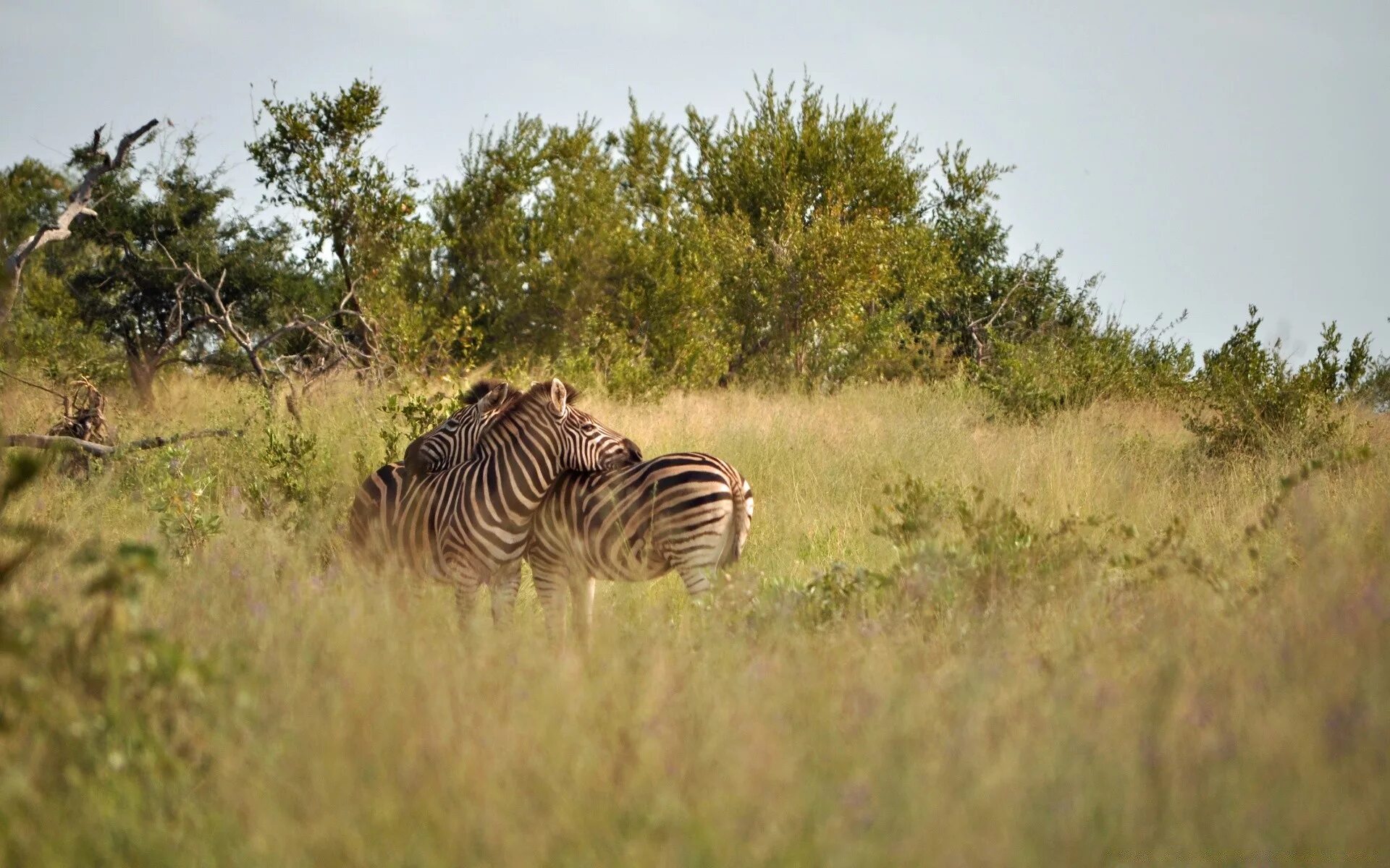 Включи дикий парк. Парк National Kruger Park. Национальный парк Крюгер ЮАР. Парк Крюгера Саванна. Национальный парк Крюгера в Африке.