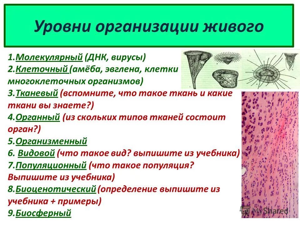 Бактерия уровень организации. Уровень организации вирусов. Вирус какой уровень организации. Уровни организации живого вирусы. Клеточный уровень организации.