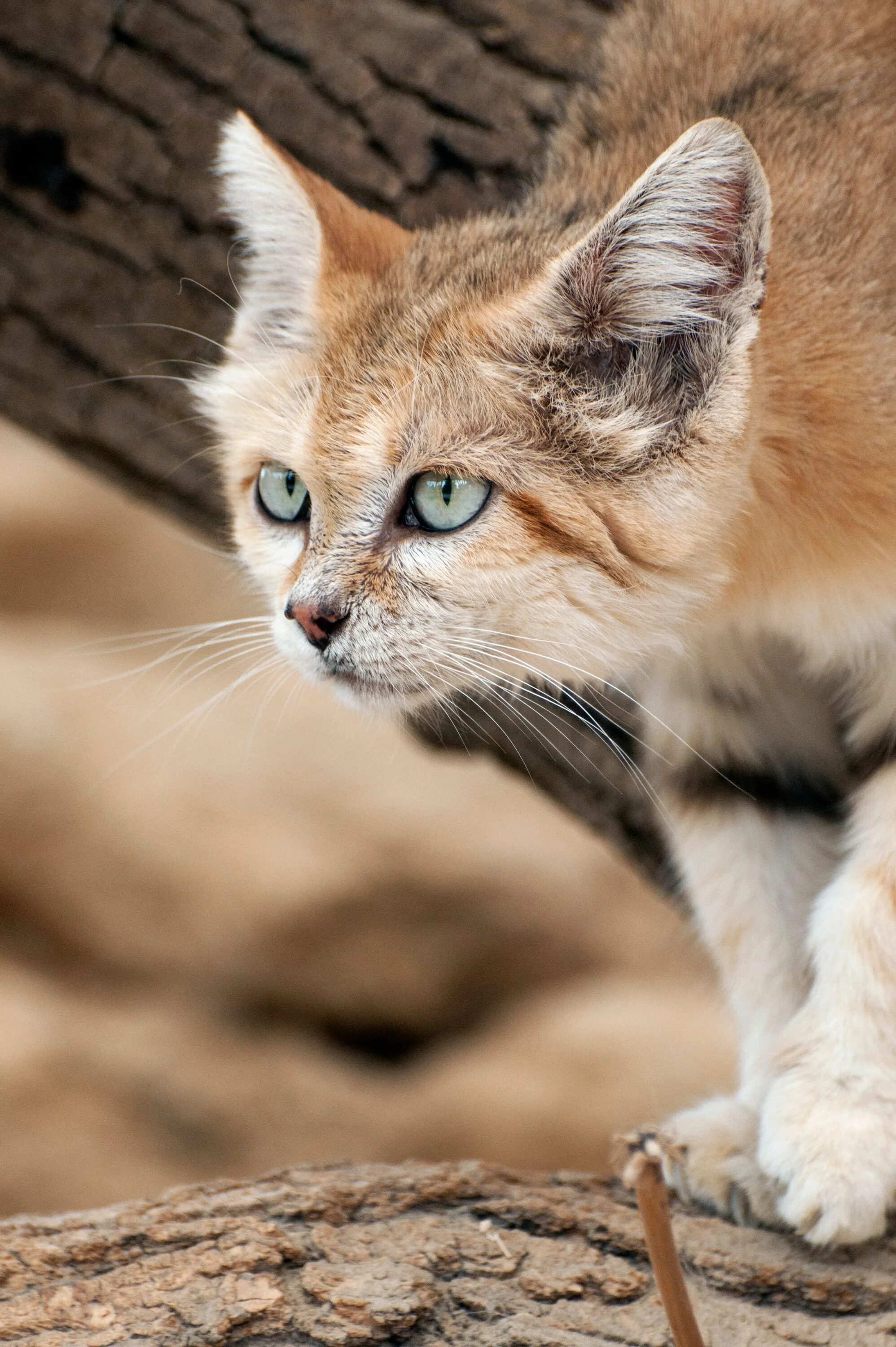 Как выглядит cat