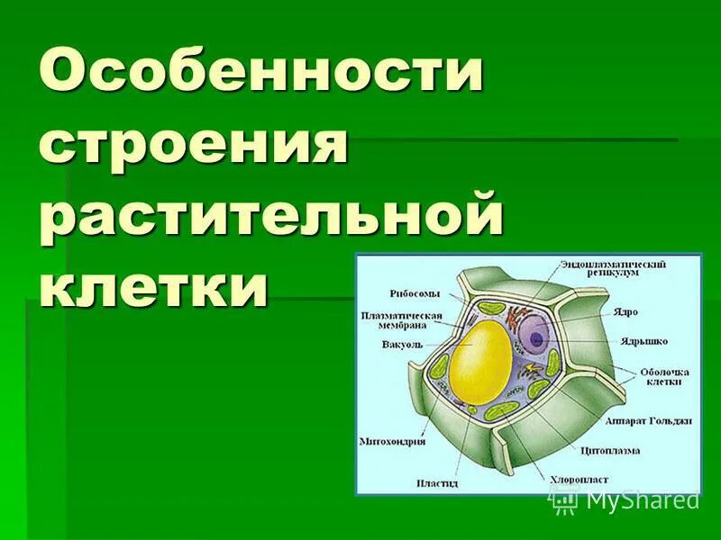 Какие особенности строения растительной клетки