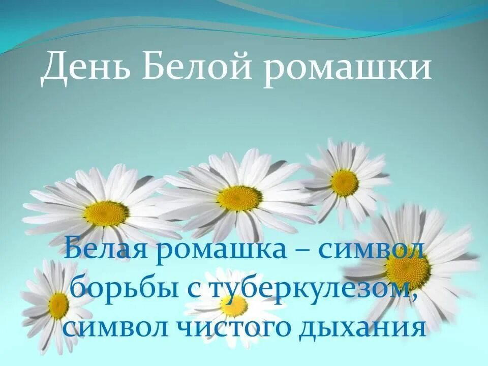 Всемирный день туберкулеза презентация. Ромашка символ борьбы с туберкулезом. Белая Ромашка день борьбы с туберкулезом.