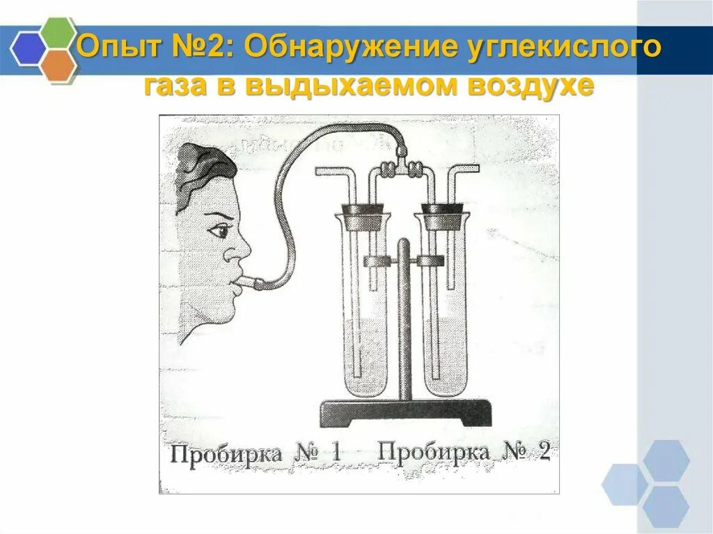 Содержание углекислого газа в выдыхаемом воздухе. Углекислый газ эксперимент. состав вдыхаемого и выдыхаемого воздуха. опыты с углекислым газом. выделение углекислого газа в опыте.