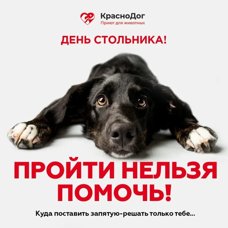 День собак и доброты 23 ноября картинки. День собак и доброты 23 ноября картинки