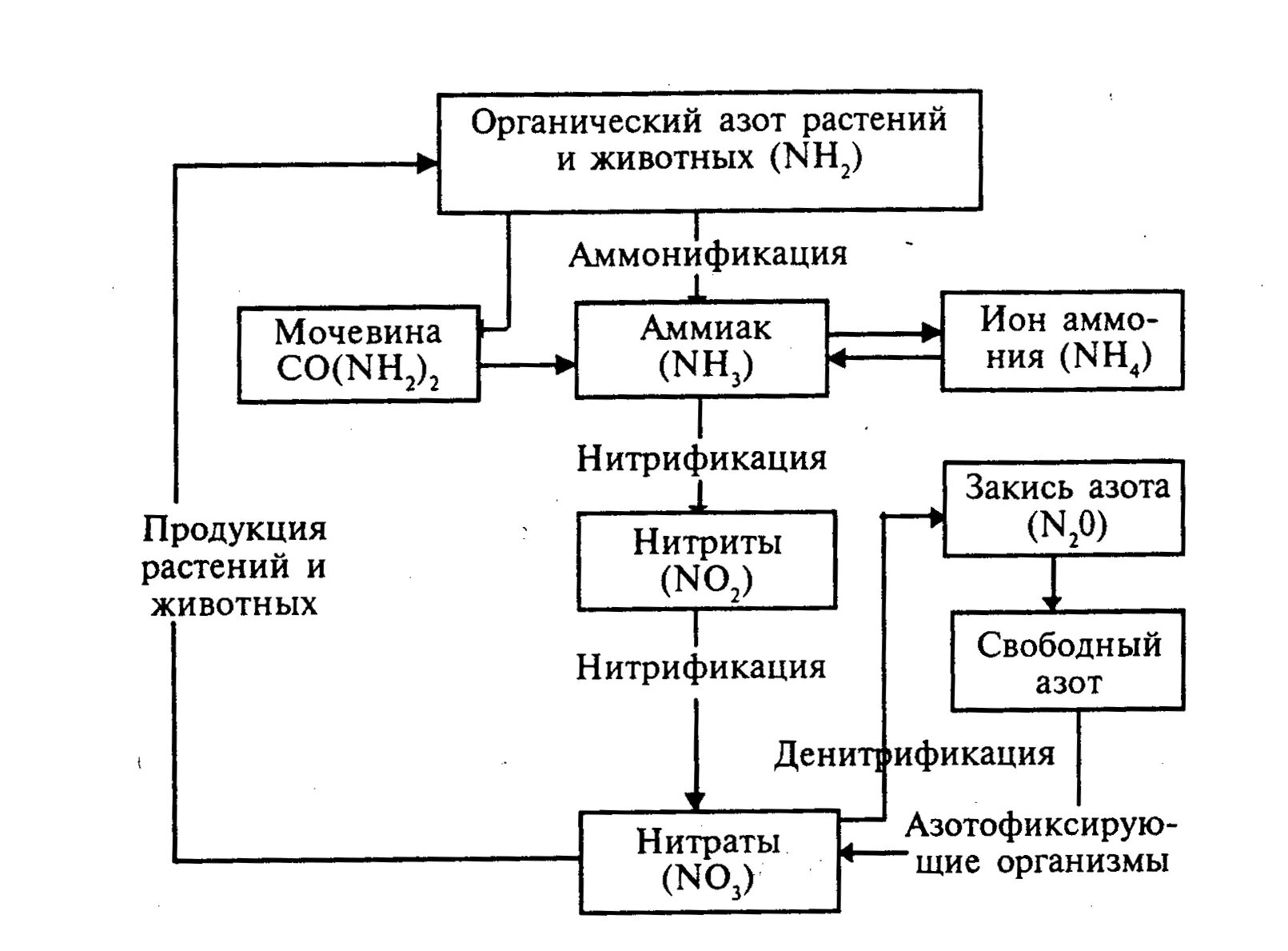 Превращение соединений азота. Схема 2 круговорот азота в природе. Круговорот азота в биосфере схема. Биогеохимический цикл азота схема. Цикл превращения азота в природе схема.