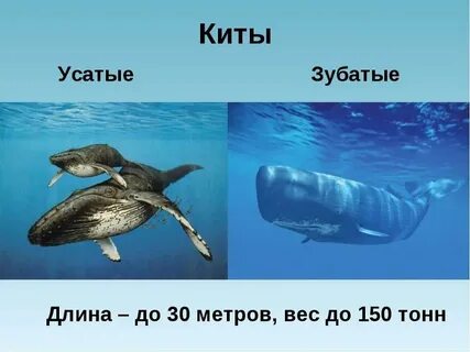 Кит какой класс