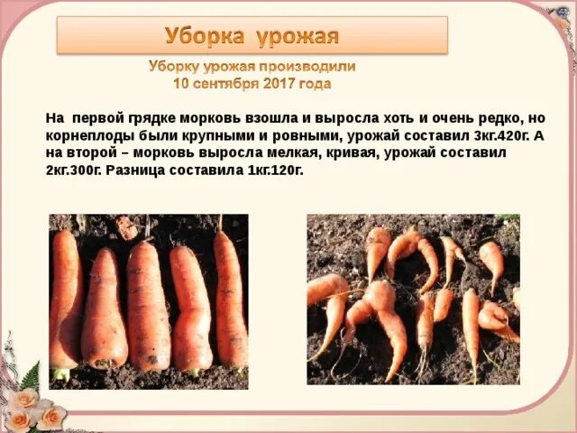 Масса выращенной моркови в 3 раза. Морковь растет. Морковь растет мелкая. Сколько растет морковка. Морковь растет на грядке.