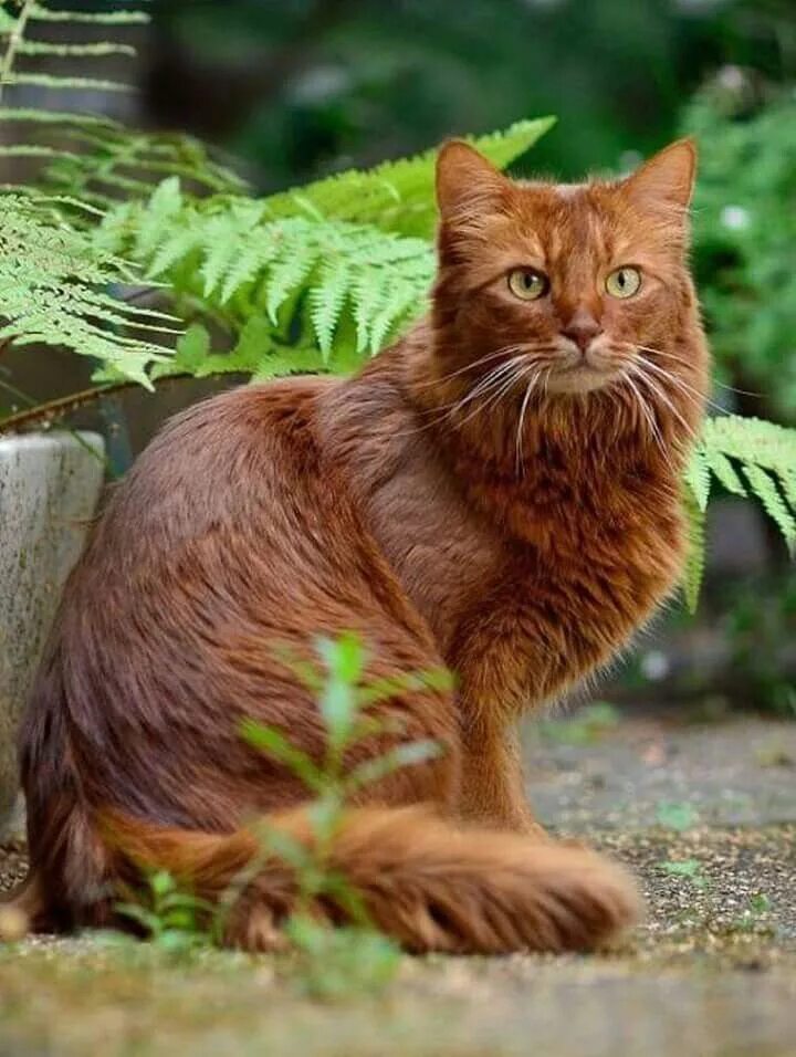 Темно рыжий кот. Сомалийская кошка. сомалийская кошка рыжая. сомалийская кошка соррель. сомали кот.