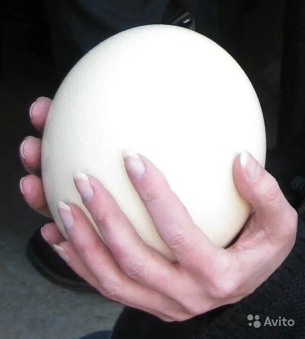 Двухжелтковое страусиное яйцо. Страусиное яйцо размер. Большие страусиные яйца. Яйцо страуса размер.