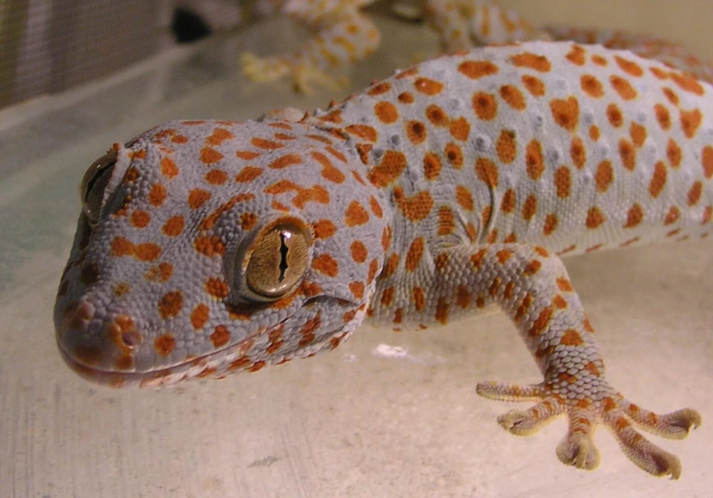 Геккон москва. Геккон Гекко. Токи (Gekko Gecko). Мадагаскарский геккон. Эублефар фиолетовый.