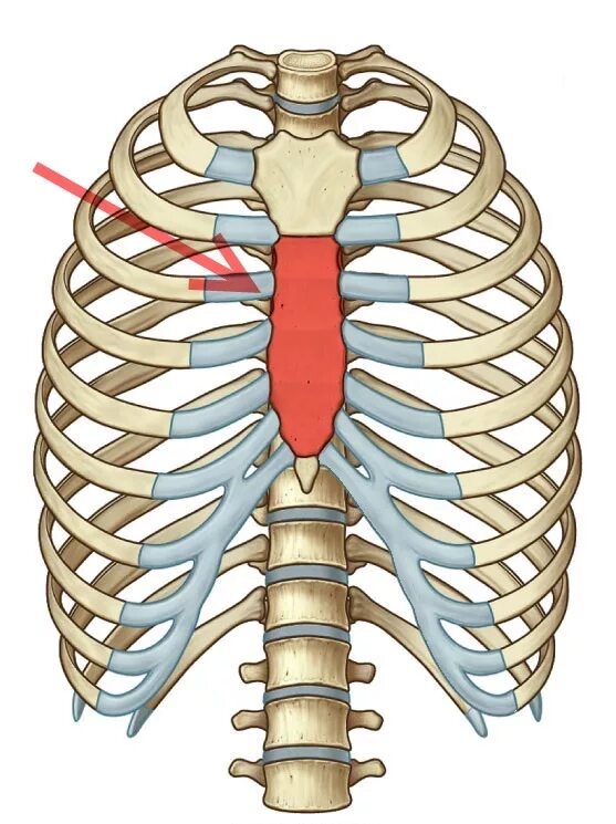 Рукоятка грудины мечевидный отросток. Angulus Sterni. Синхондроз мечевидного. Грудная клетка анатомия мечевидный отросток.