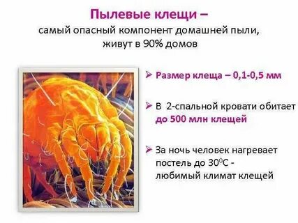 Анализ на пылевого клеща