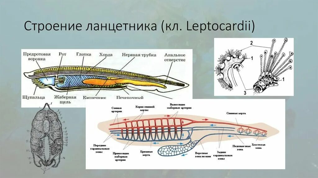 Схема внутреннего строения ланцетника рис 108. Строение нефридия ланцетника. Внутреннее строение ланцетника. Внешнее строение ланцетника.