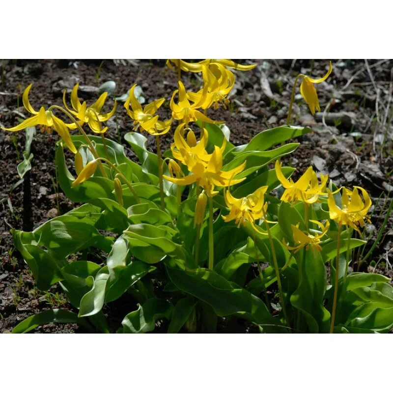 Эритрониум Кандык. Кандык (Erythronium). Кандык калифорнийский Уайт Бьюти. Кандык туолумнийский Erythronium tuolumnense. Эритрониум