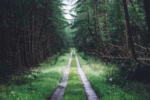 Forest paths