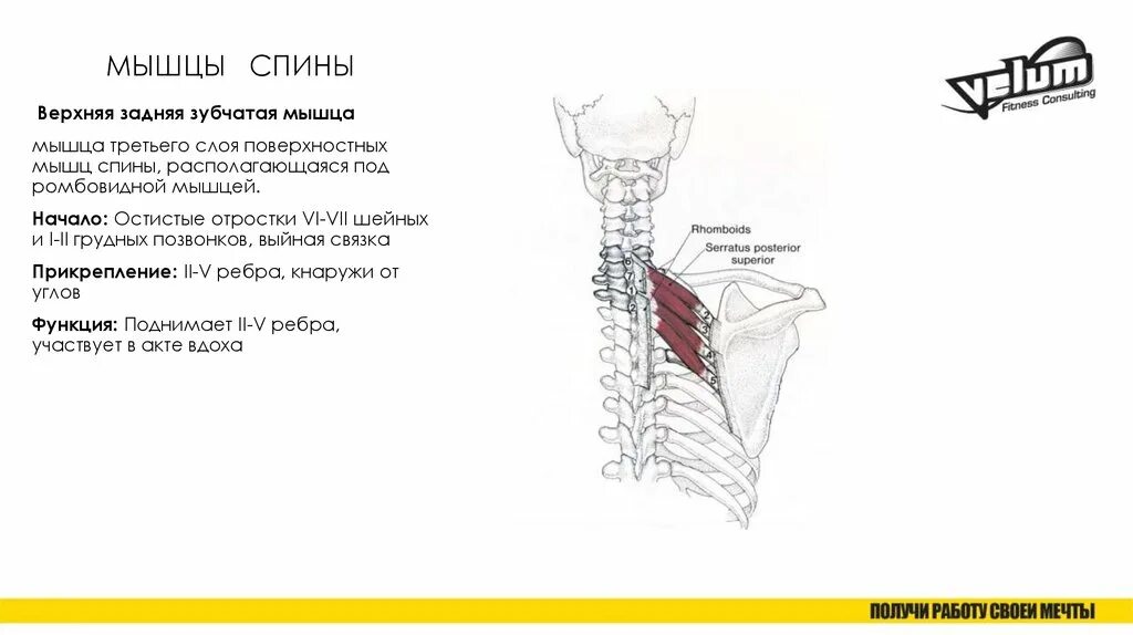 Нижняя задняя зубчатая мышца иннервация. Верхняя задняя зубчатая мышца функции. Верхняя задняя зубчатая мышца спины. Serratus posterior inferior). Верхняя задняя зубчатая мышца спины функции.