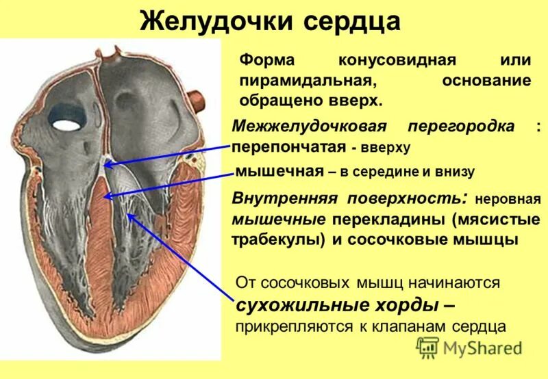 В правый желудочек сердца человека поступает