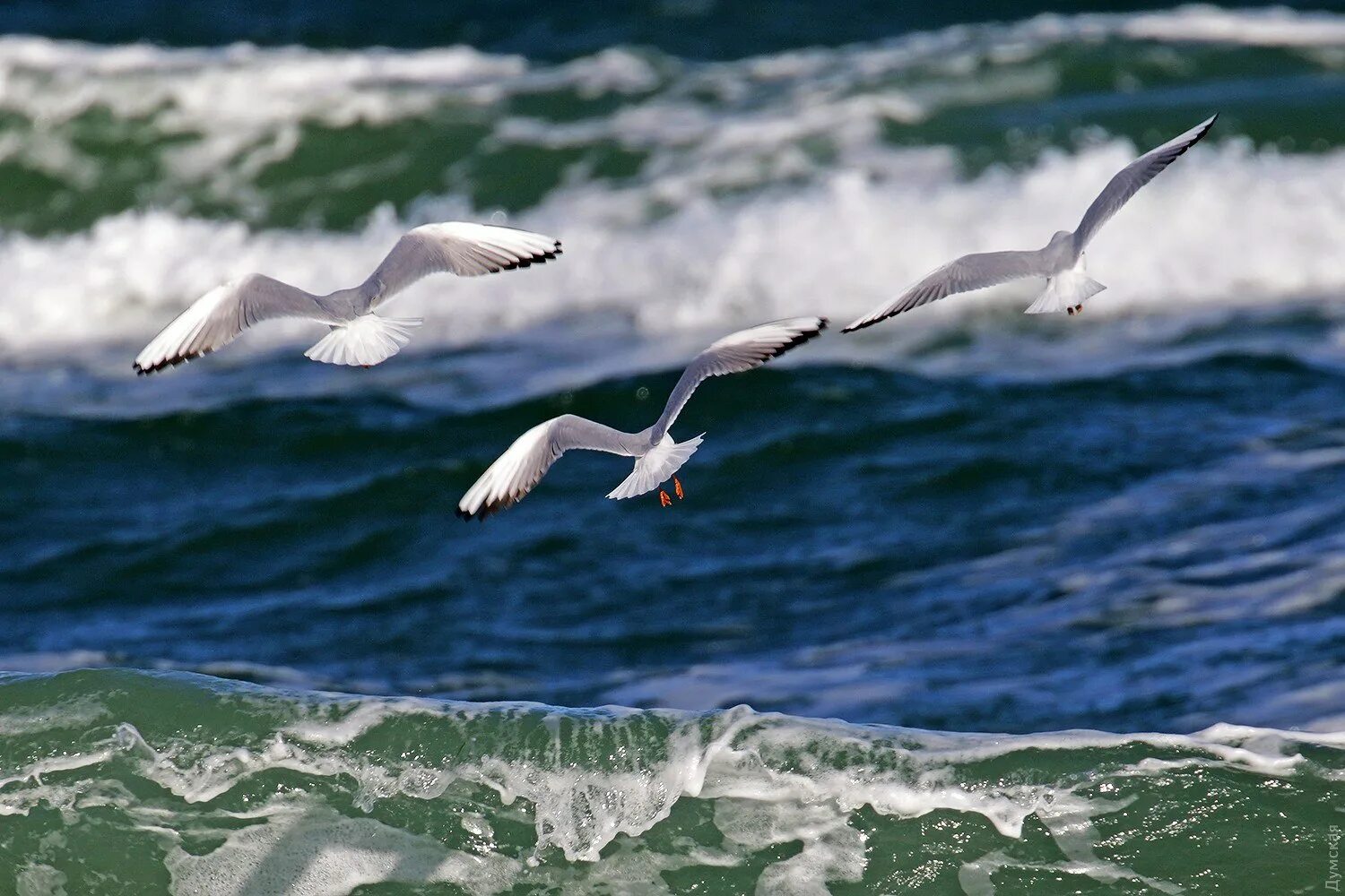 Волны и чайки над морем. Море, Чайки. Чайки над морем. Птицы над морем. Океан и Чайки.