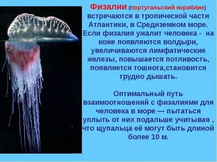 Кишечнополостных животных относятся