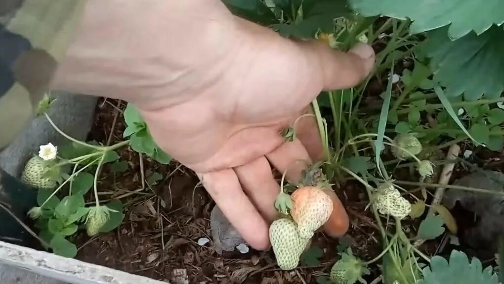 Подкормка клубники в мае до цветения. Плохой урожай клубники. когда клубника дает первый урожай. из чего делают клубнику. чем подкормить клубнику для богатого урожая.
