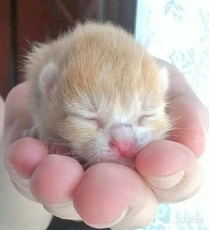 Новорожденные котята купить. Маленький котенок. Новорожденные котята. Рыжие Новорожденные котята. Рыжий новорожденный котенок.