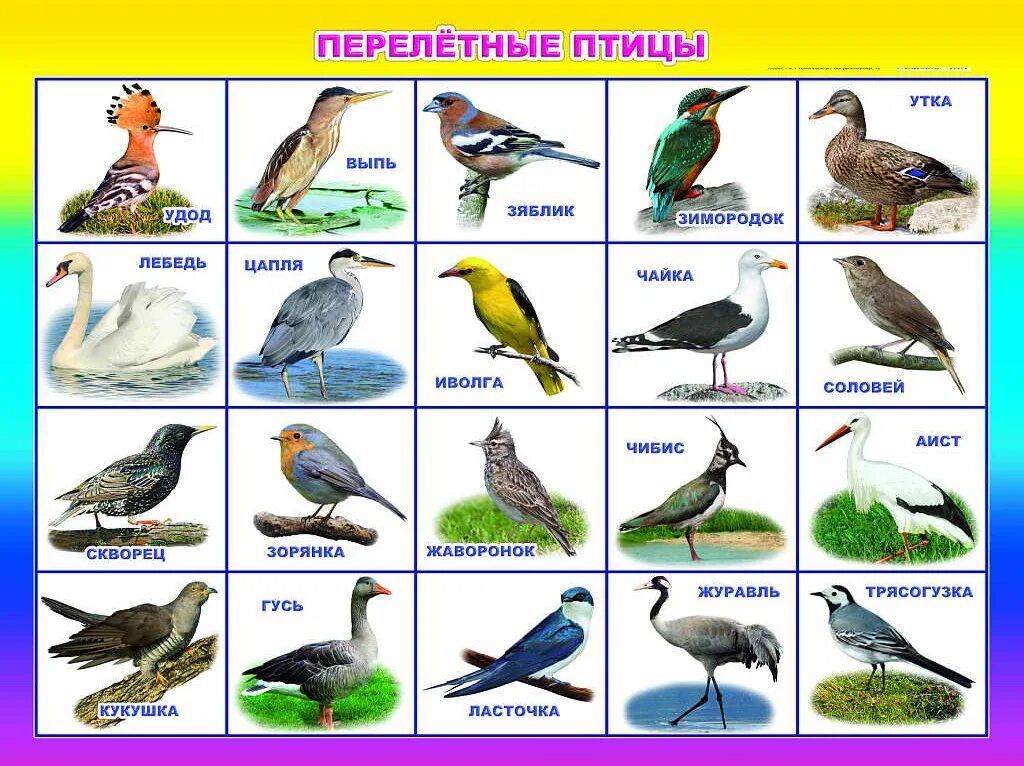 Перелетные и неперелетные птицы. Перелетные птицы России для детей 3-4. Перелетные птицы Урала с названиями. Перелётные птицы России для дошкольников.